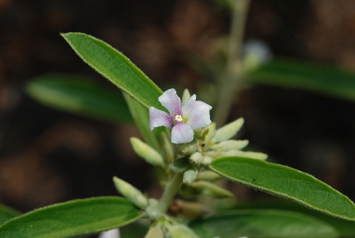 Helicteres angustifolia